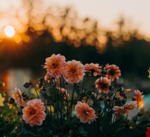 Rosa blommor i motljus med solnedgång i bakgrunden.