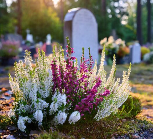 En gravsten omgiven av blommor i solnedgången på en kyrkogård.