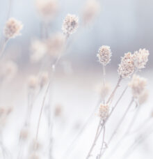 Torkade blommor med suddig bakgrund i mjuka, ljusa toner.