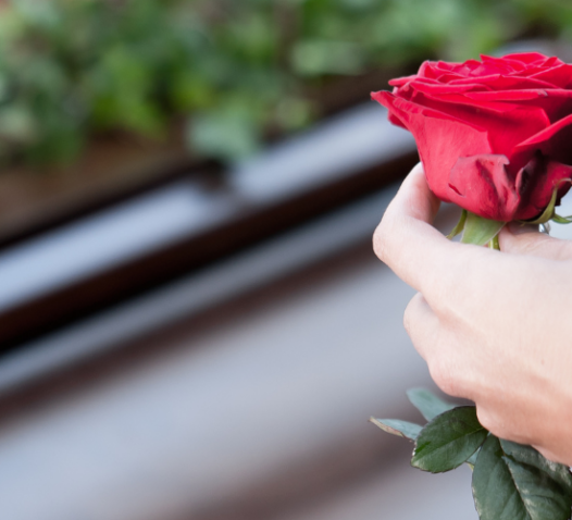 En hand håller en röd ros framför en kista med grönska i bakgrunden.