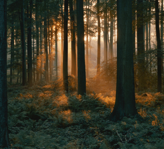 Solens strålar skiner genom en tät skog med höga träd och ormbunkar.